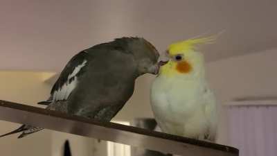 Guacamole and Salsa. After 2 years, they finally preen each other. Excuse me while my heart explodes