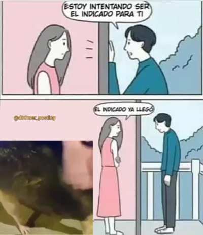 Perro waton 😍