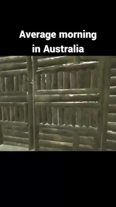 Australia 🦘🦘🦘