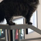 Little Foot isn’t the greatest on her feet but we still love her.