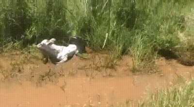 A cow appears to just be cooling off in a ditch but there is more to the story