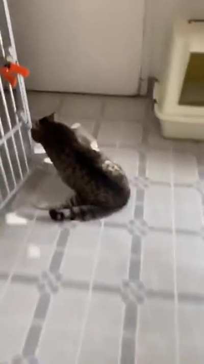 cat man