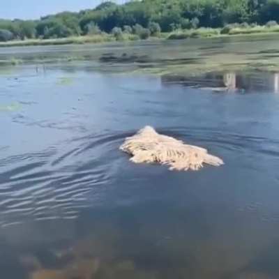 This mop dog