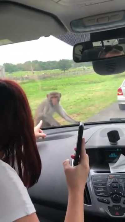 Monkey No