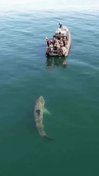 A small boat with to many people at the stern checking out a shark.