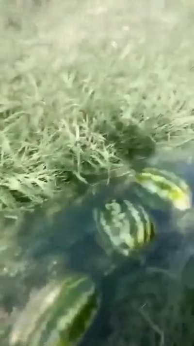 My watermelon people need me