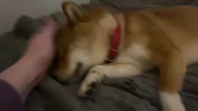 Perro inocente bonkeado hasta la muerte