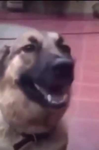 Schlopopoppp