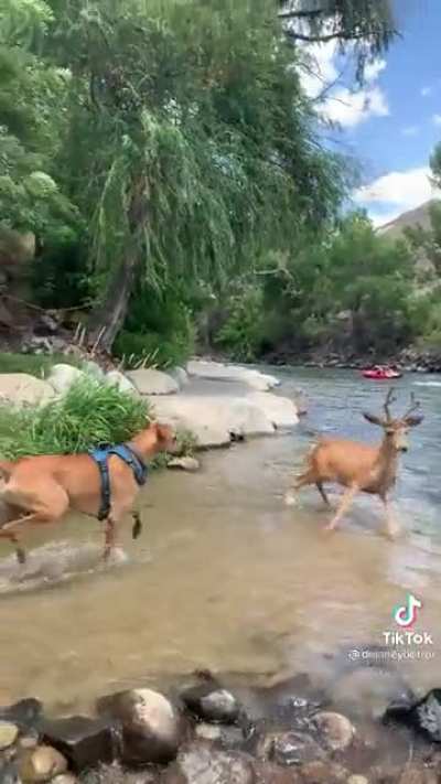 A deer and a dog have a beautiful moment. In public. Wholesome freakout