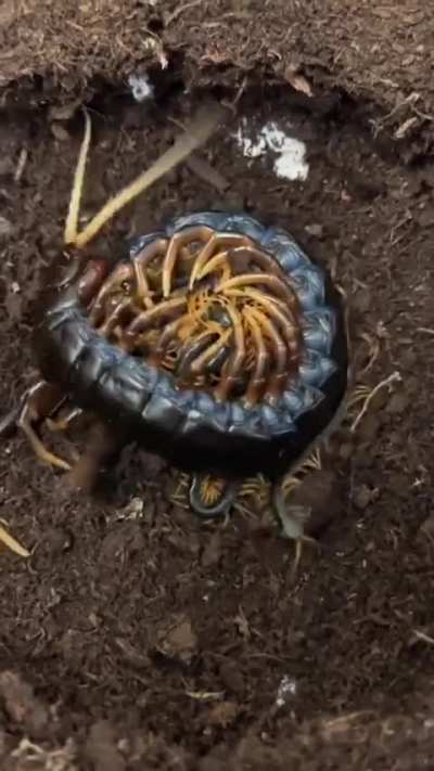 🔥 Mother centipede and her children 🔥