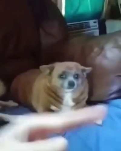 Stupid dumass dog fat dog
