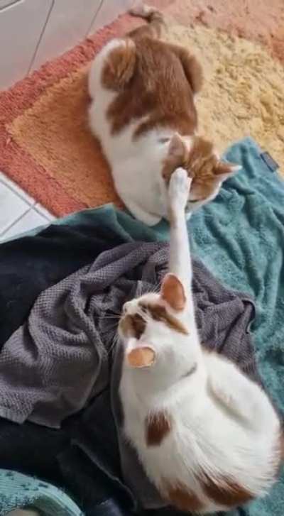 One braincell connecting to another.