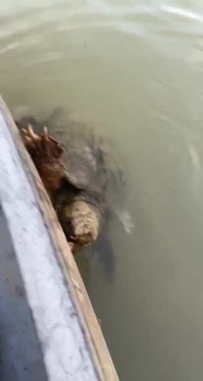 Zombie turtle