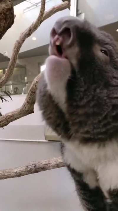 Youtube recommended me this devil koala after 2 years 🐨