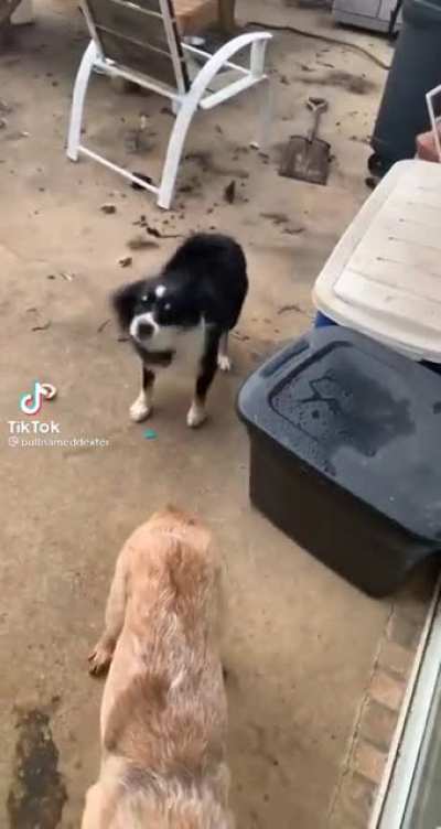 You’re not my dog