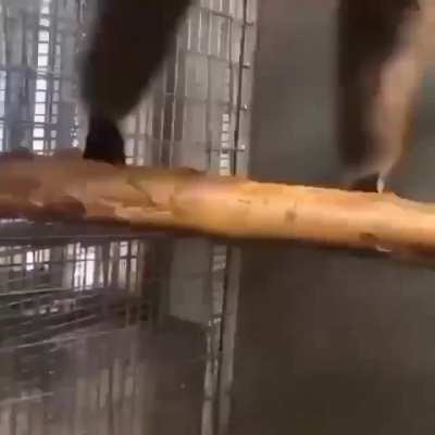 Go chimp