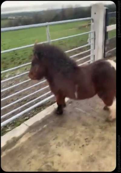 when you see your babe from across the pasture