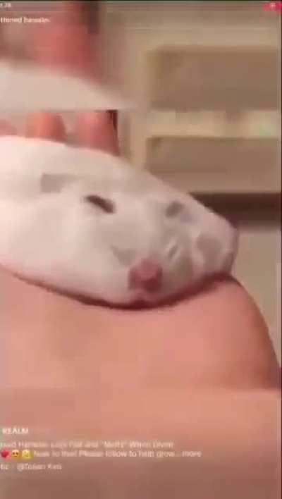 Moldy flat hamster