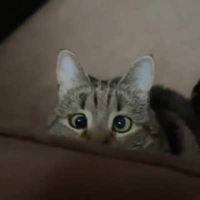 Apex predator