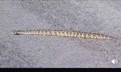 A non slithering snake