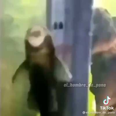 Porque ?