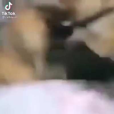 🙀