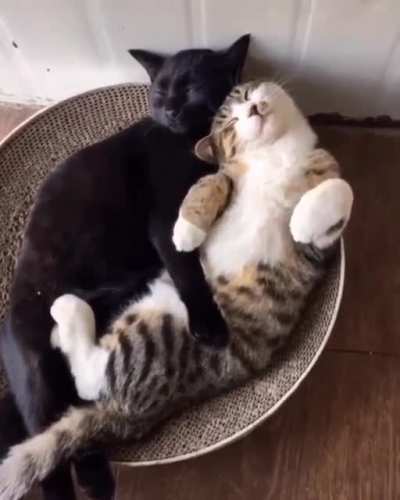 Cuddle Puddle