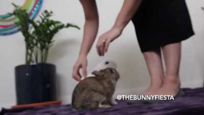 Today's trick: Be adorable! Nailed it.... (video in the comments)