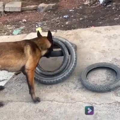 Malinois dog figured out a way to help his hooman move tires — by carrying four tires in one bite..