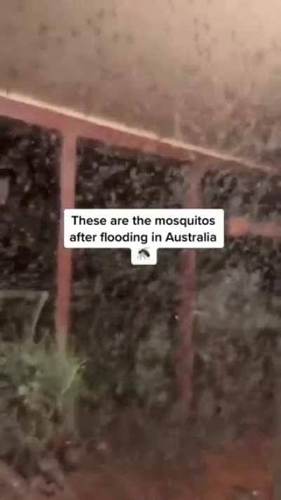 Mosquitos ♥️♥️♥️