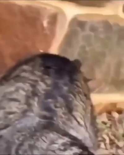 Gatinho fofo