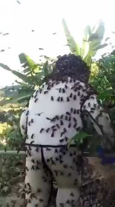 Murder hornets