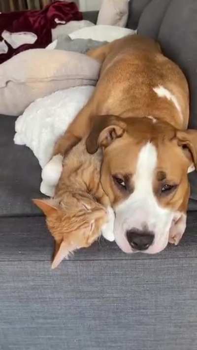 Cuddle Puddle