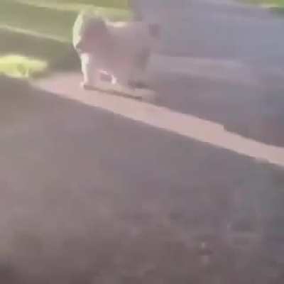 Doguinho