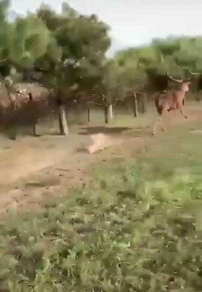 Just dont get trampled...