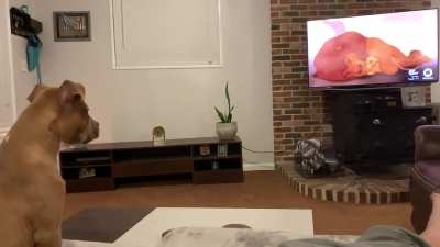 “Sympathizing with Simba” Our pitbull puppy’s AMAZING reaction to Mufasa’s death in The Lion King