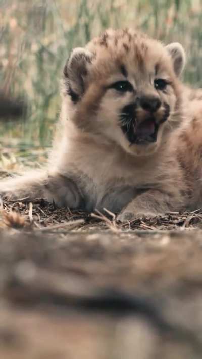 Apareció un cachorro de puma en Cañadón Caracoles y posó para la foto