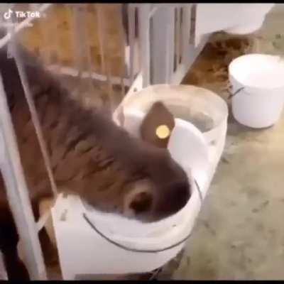 I snorted air the minute the cow snorted the milk