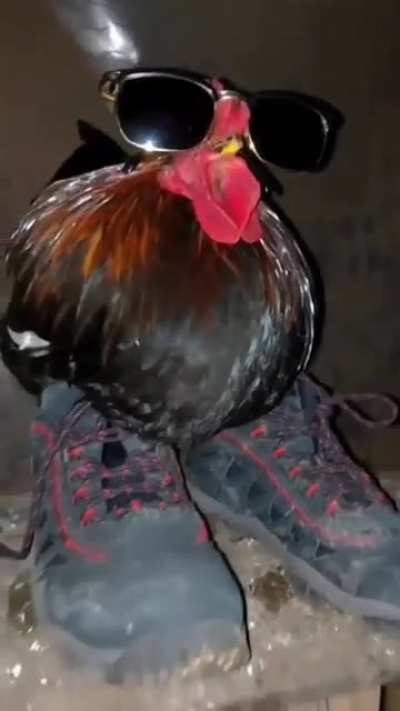 pair of shoes