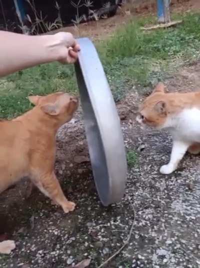 Asshole Shield