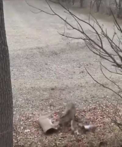 Deer God... What Have I Done?