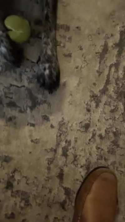 There are two types of dogs in the world…