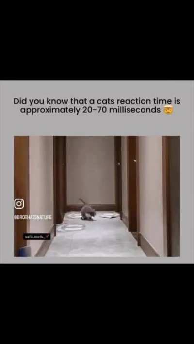 Blursed meomeo