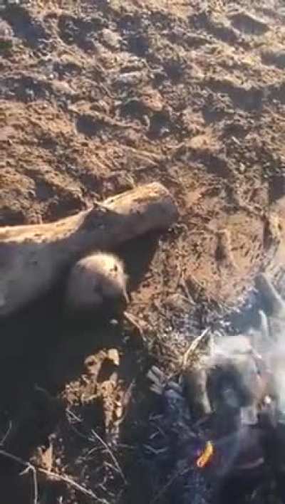 Man makes a fire to warm up a freezing armadillo