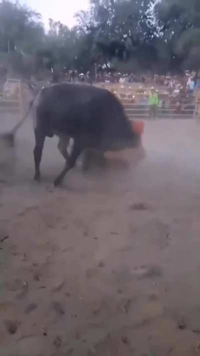 They said to take the bull by the horns metaphorically but this guy took it literally.