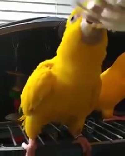 Screee