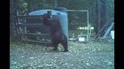 Bear experiences getting hit in the balls for first time
