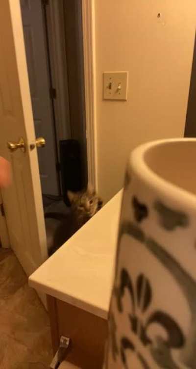 So I prepare my cats food in my bathroom to avoid them nibbling while I’m making it. They are well aware of this. I am a slave.