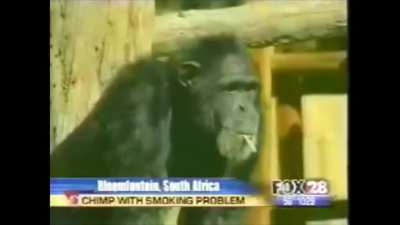 monke division