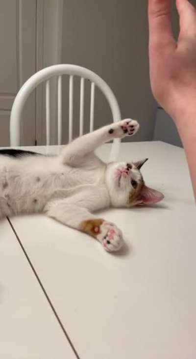 aaa